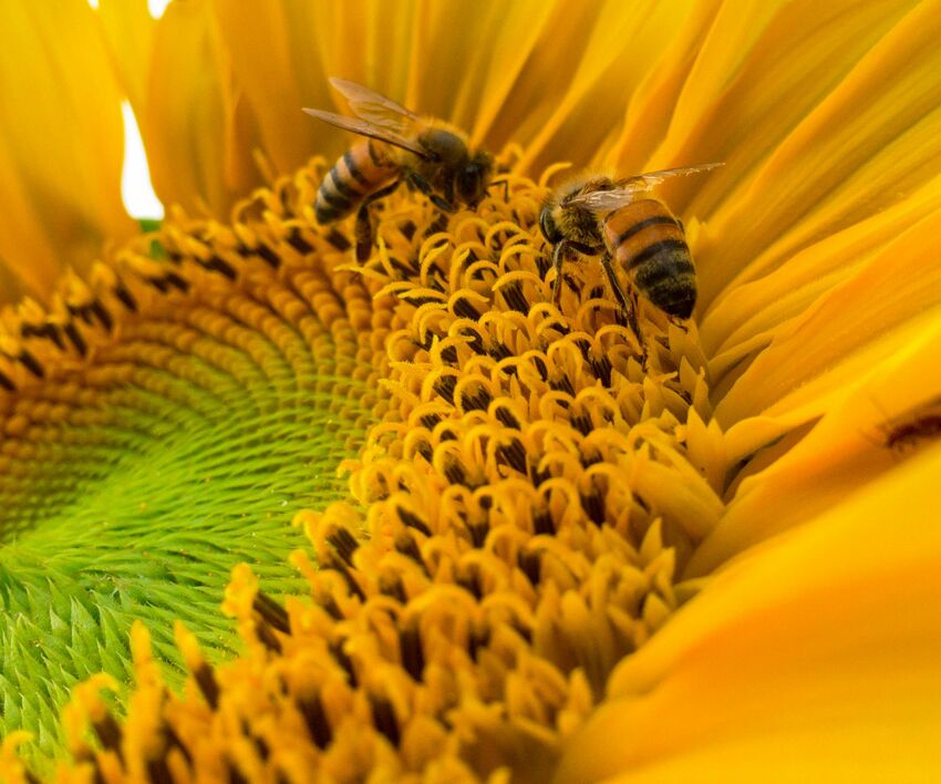 api impollinazione